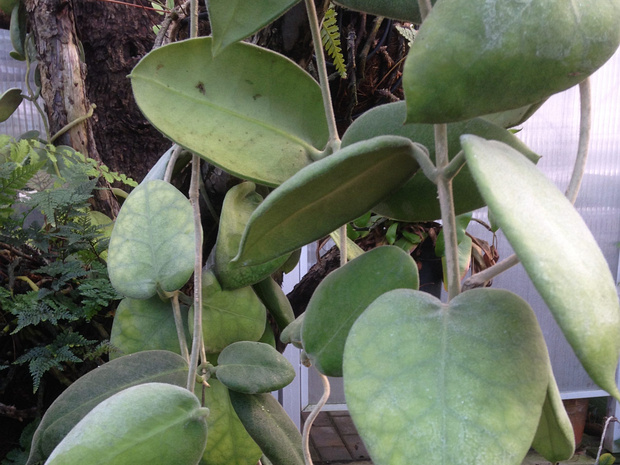 Хойя чашевидная - Hoya calycina