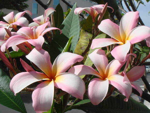 Кутровые - Apocynaceae