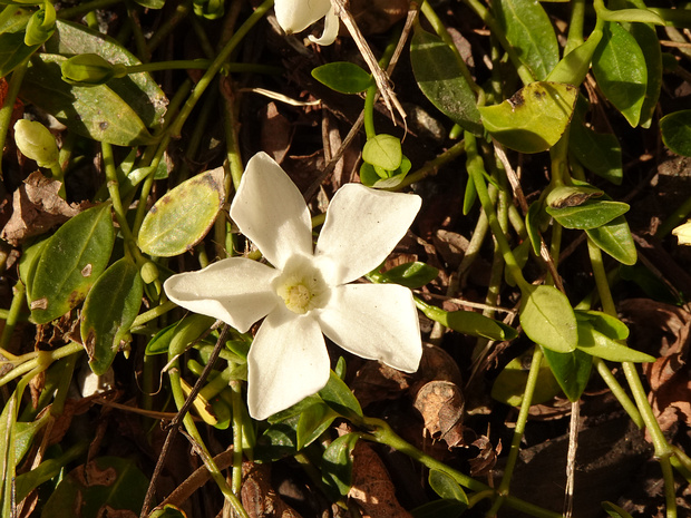 Барвинок малый белая форма - Vinca minor f. alba