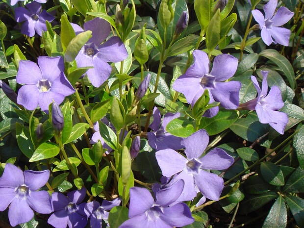 Барвинок малый - Vinca minor