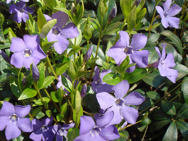 Барвинок малый - Vinca minor