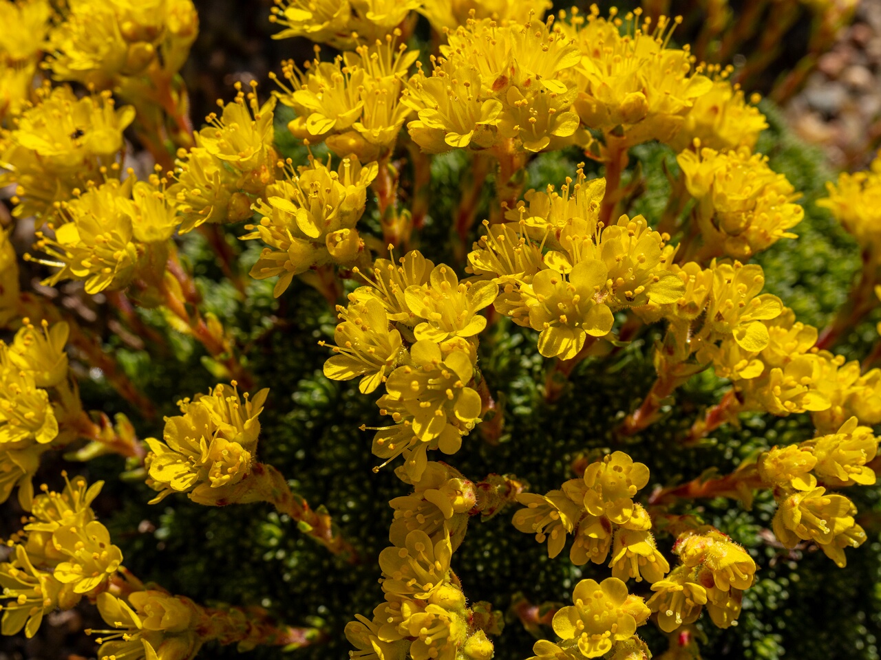 !!Saxifraga × eudoxiana _2026-04-18_1-21