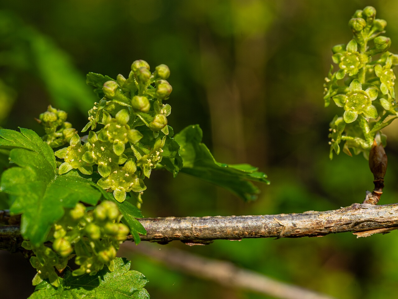 !Ribes alpinum _2026-05-08_1-11