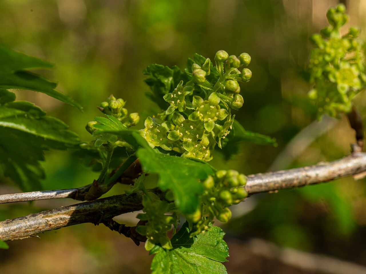 Ribes alpinum _2026-05-08_1-10