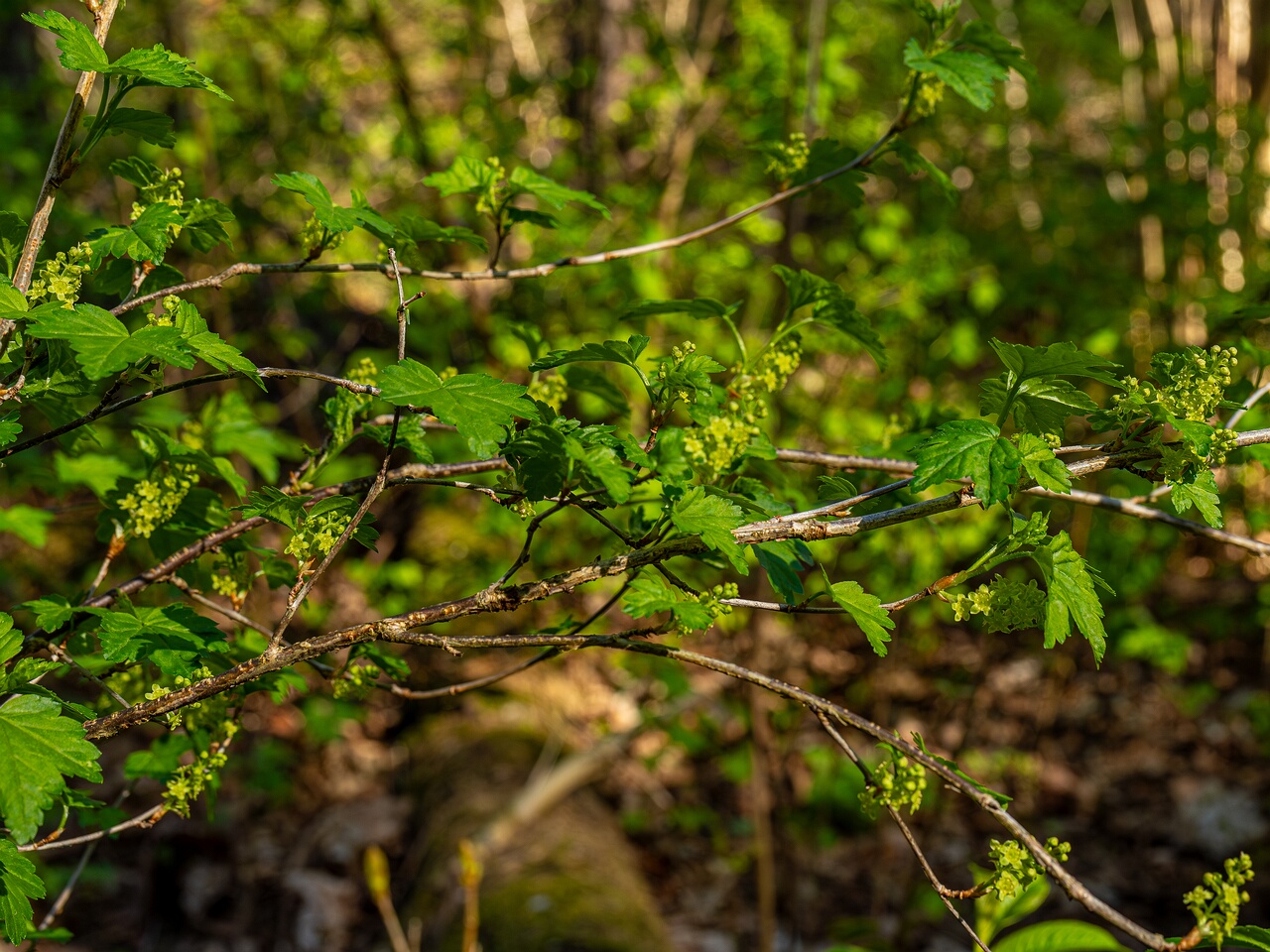 Ribes alpinum _2026-05-08_1-13