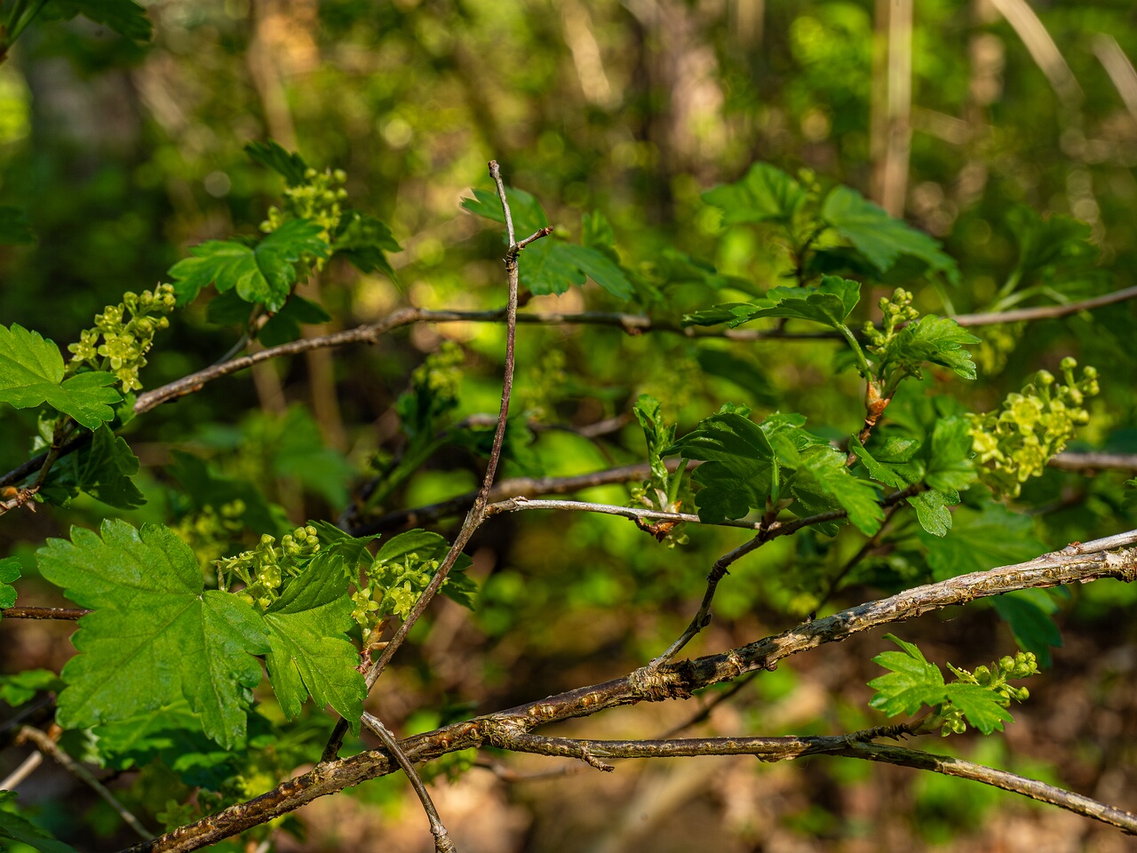 Ribes alpinum _2026-05-08_1-4