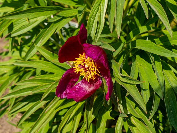Пион лекарственный подвид мохнатый - Paeonia officinalis subsp. huthii