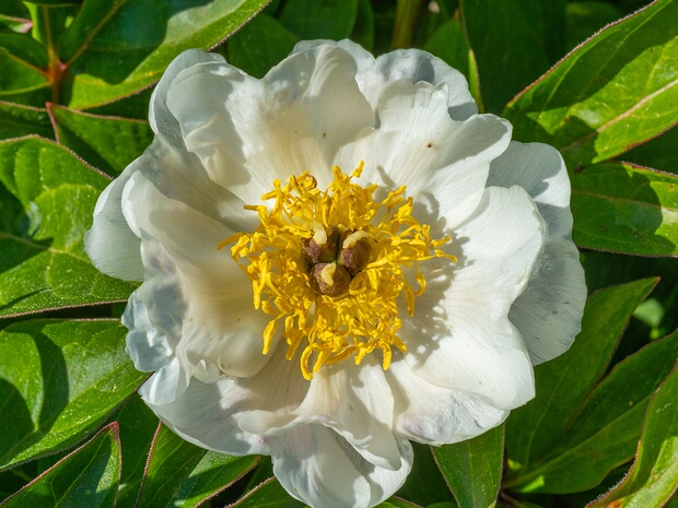 Пион молочноцветковый - Paeonia lactiflora