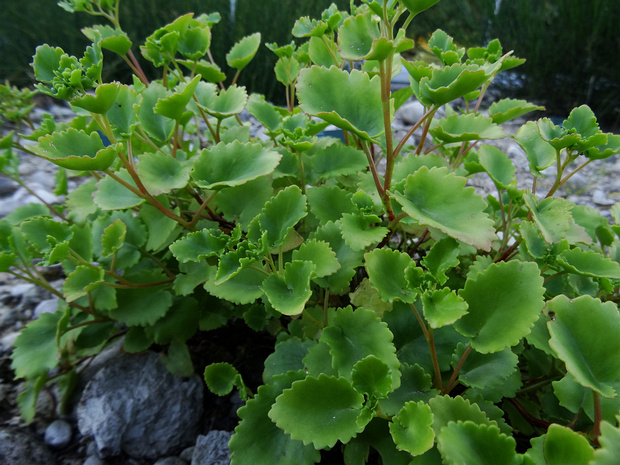 Очиток тополелистный - Sedum populifolium