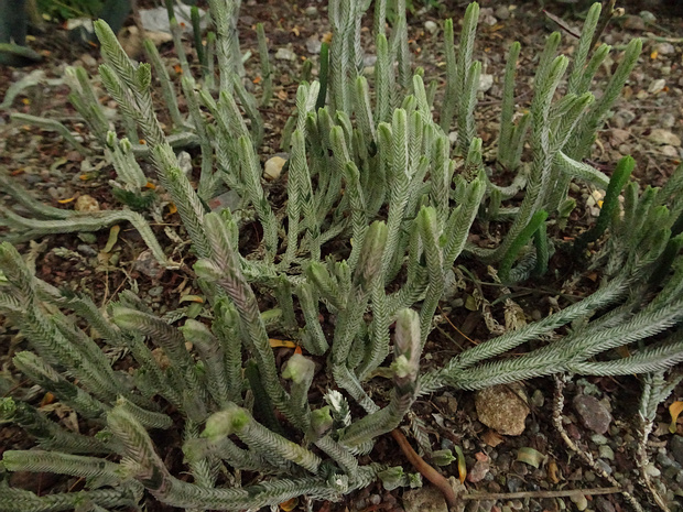 Толстянка мшистая - Crassula muscosa f. variegata