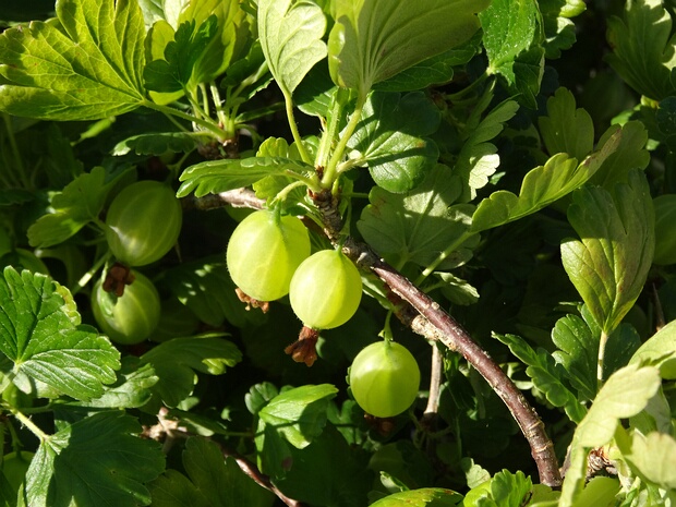 Крыжовниковые - Grossulariaceae Ribes is a genus of about 150 known species of flowering plants native throughout the temperate regions of the Northern...