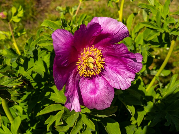 Пионовые - Paeoniaceae The peony or paeony is a flowering plant in the genus Paeonia, the only genus in the family Paeoniaceae. They are native...