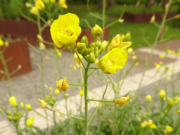 Двурядка тонколистная 'Язык Дракона' - Diplotaxis tenuifolia 'Dragon's Tongue'