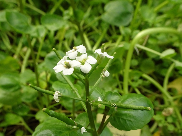 Жеруха обыкновенная - Nasturtium officinale