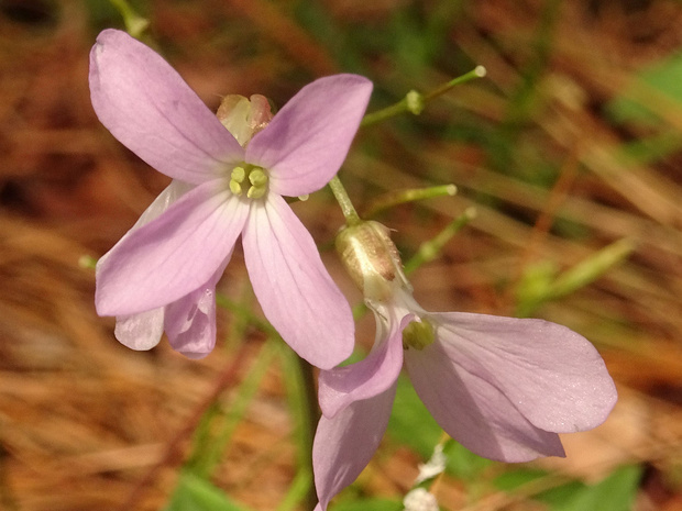 Зубянка пятилистная - Dentaria quinquefolia