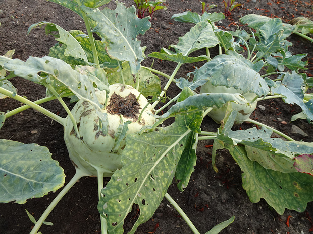 Капуста Кольраби - Brassica oleracea var. gongylodes