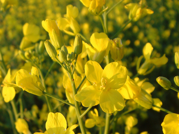 Капуста горчичная, Рапс - Brassica napus