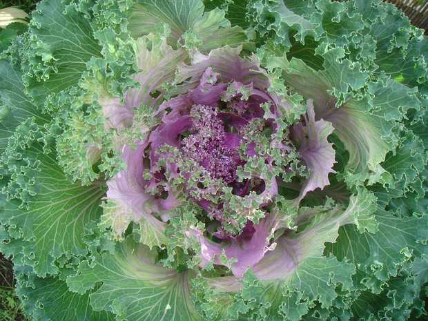 Капуста декоративная - Brassica oleracea var. acephala