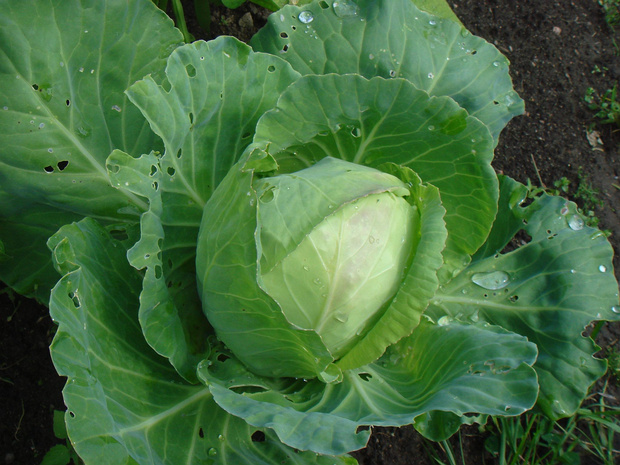 Капуста огородная - Brassica oleracea