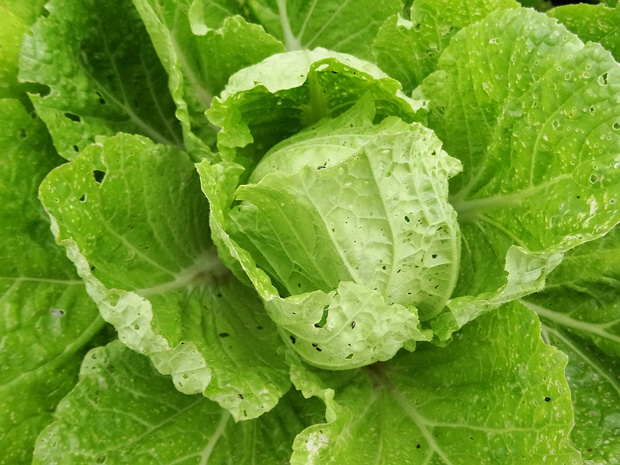 Капуста пекинская, салатная, Петсай - Brassica rapa subsp. pekinensis