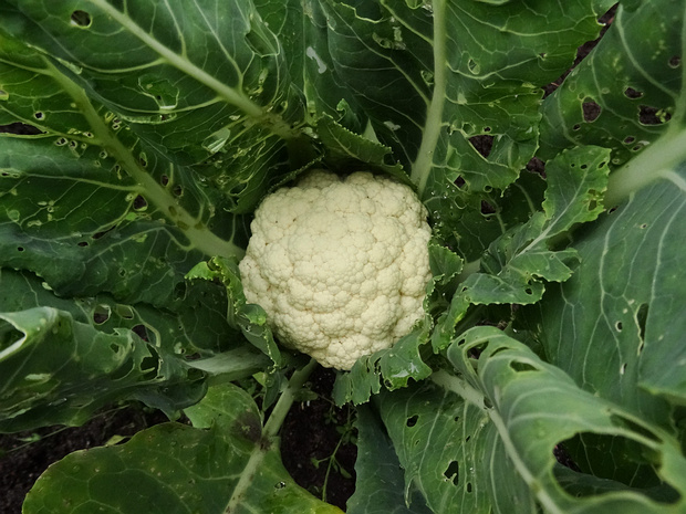 Капуста цветная 'Белая' - Brassica oleracea var. botrytis 'White'