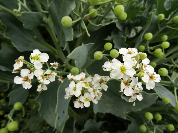 Катран приморский - Crambe maritima
