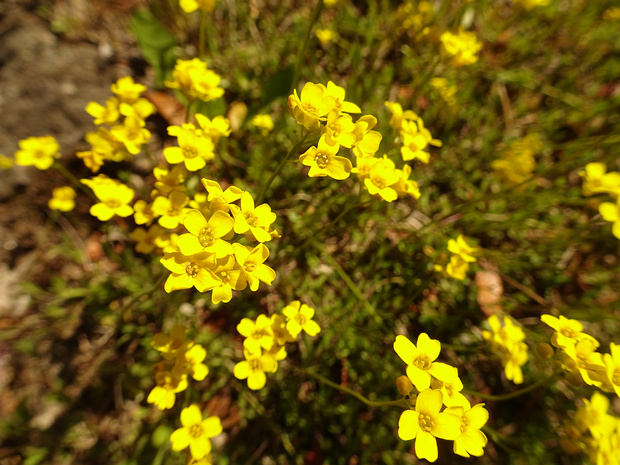 Крупка сибирская - Draba sibirica
