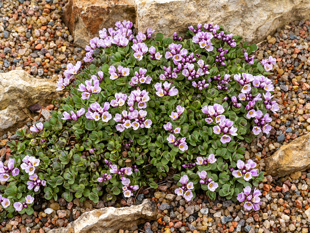 Крылотичинник круглолистный - Aethionema rotundifolium