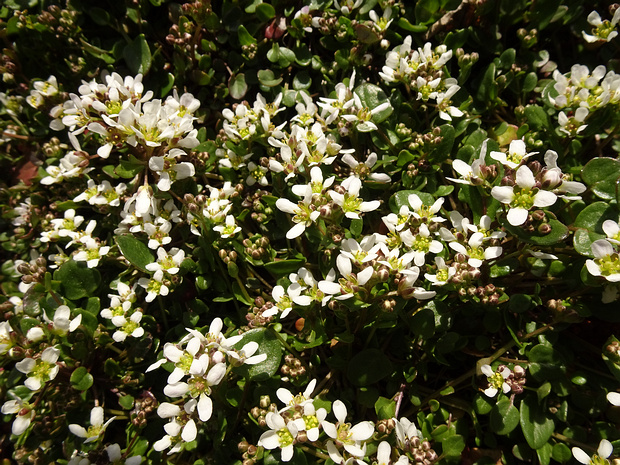 Ложечница лекарственная - Cochlearia officinalis
