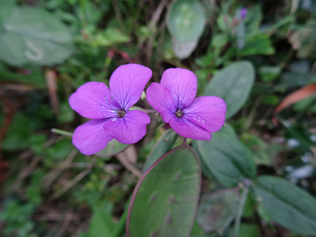 Лунник однолетний - Lunaria annua