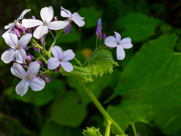 Лунник оживающий - Lunaria rediviva