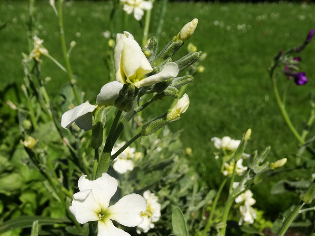 Маттиола сизая 'Превосходство' - Matthiola incana 'Perfection'