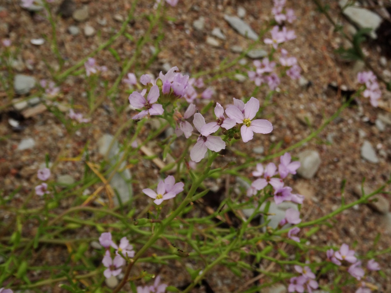DSC01060