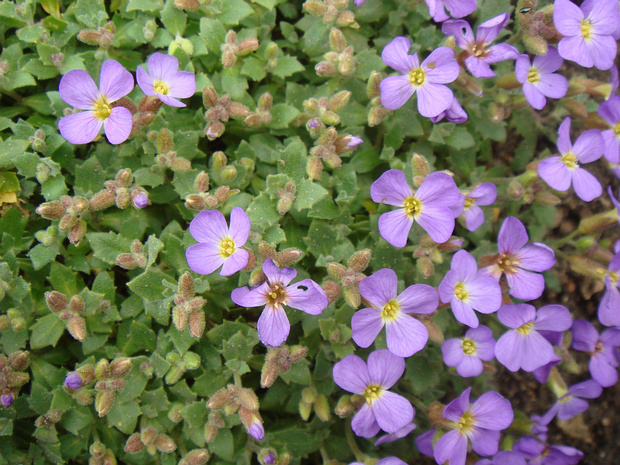 Обриета Колумны - Aubrieta columnae