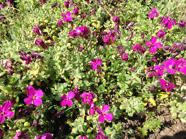 Обриета дельтовидная - Aubrieta deltoidea var. leichtlinii