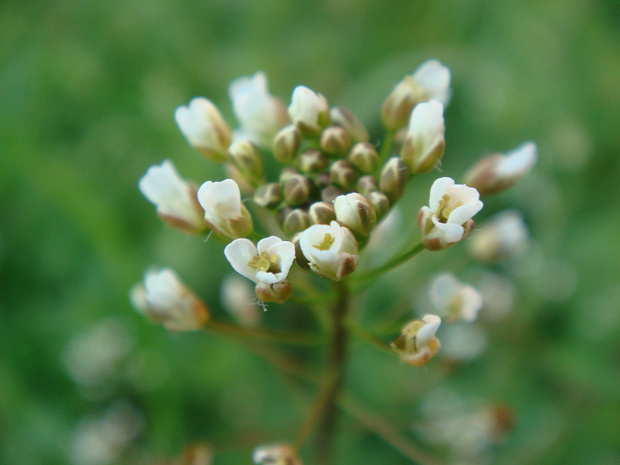 Пастушья сумка обыкновенная - Capsella bursa-pastoris