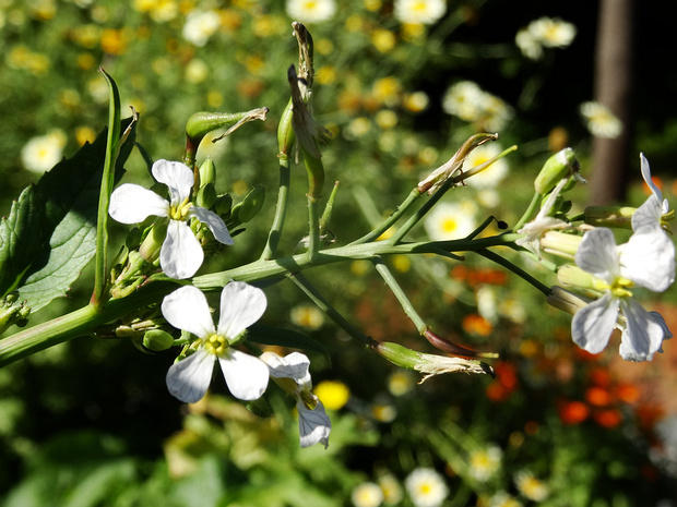 Редька посевная, огородная - Raphanus sativus var. sativus