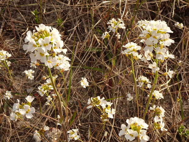 Резуховидка шведская - Arabidopsis suecica