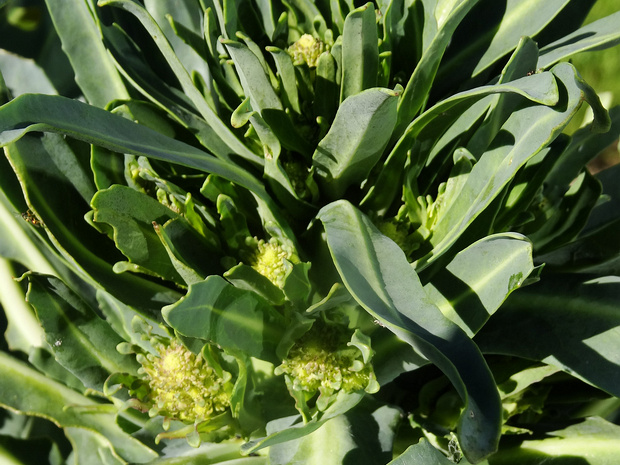 Романеско 'Белое и Зелёное' - Brassica oleracea var. botrytis 'White and Green'
