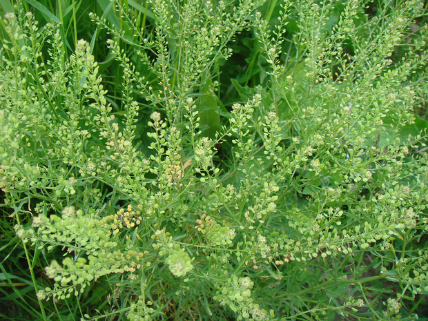 Рыжик посевной - Camelina sativa