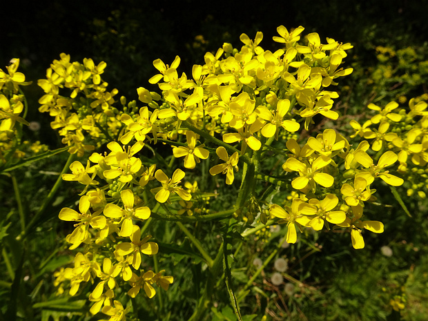 Свербига восточная - Bunias orientalis
