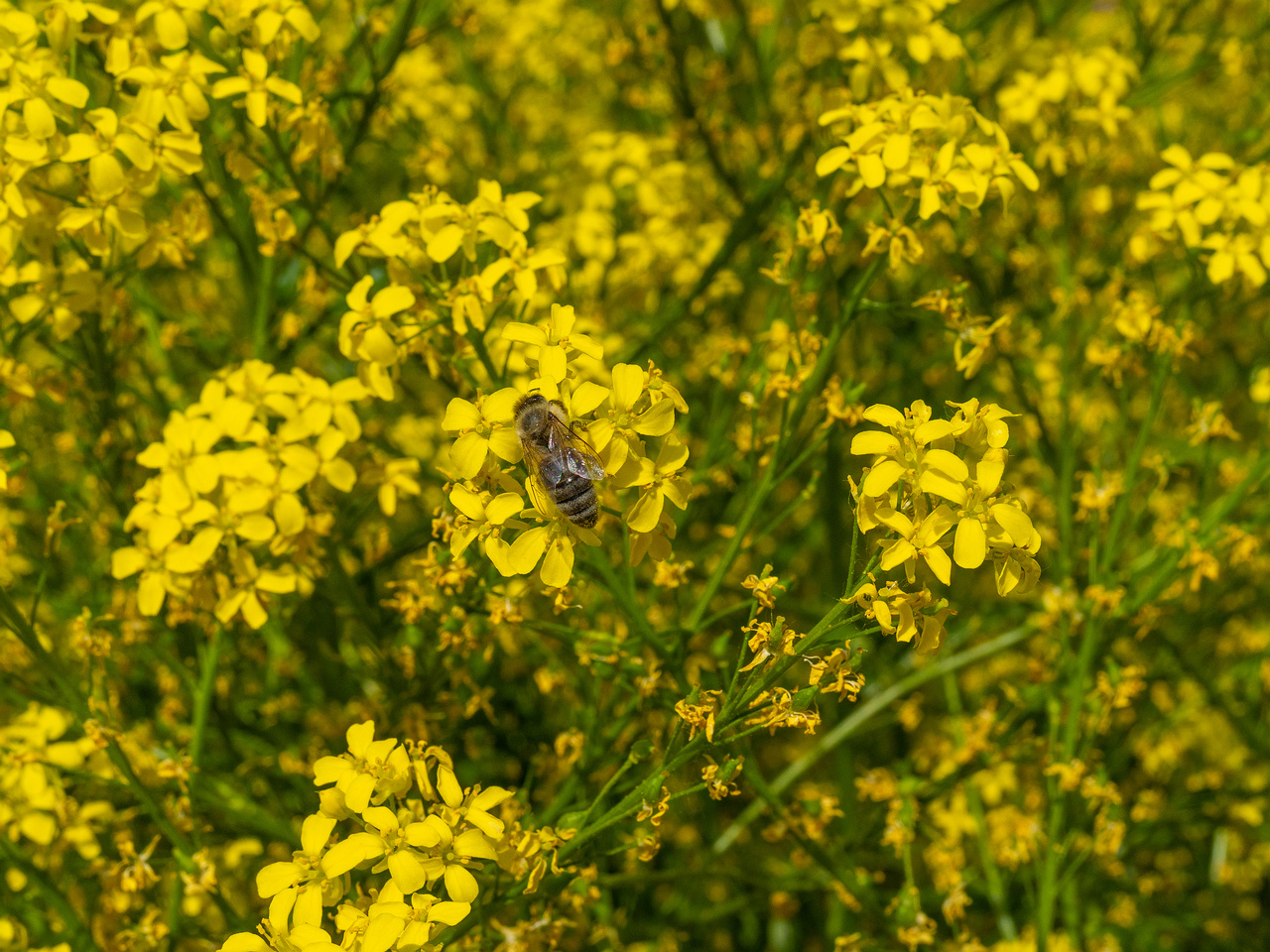 _lahekalda_near_building_area_field-304279