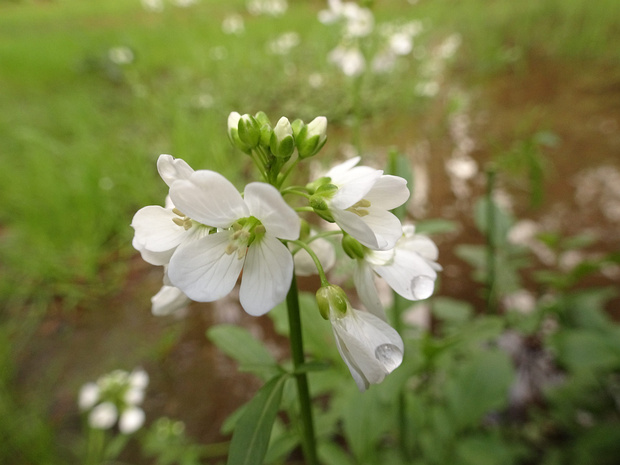 Сердечник Зейдлица - Cardamine seidlitziana
