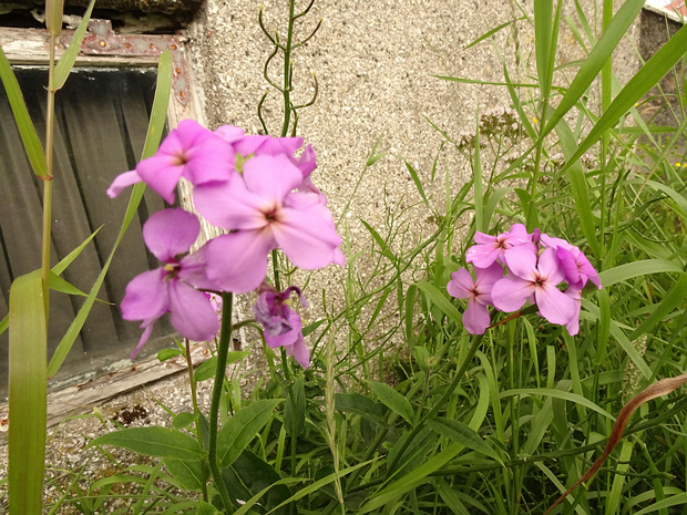 Сердечник Нимана - Cardamine pratensis subsp. angustifolia