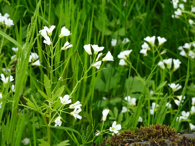 Сердечник горький - Cardamine amara