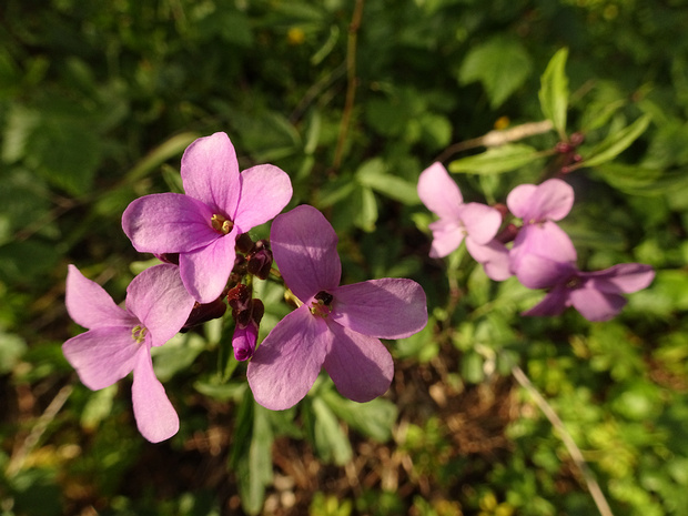 Сердечник клубненосный - Cardamine bulbifera