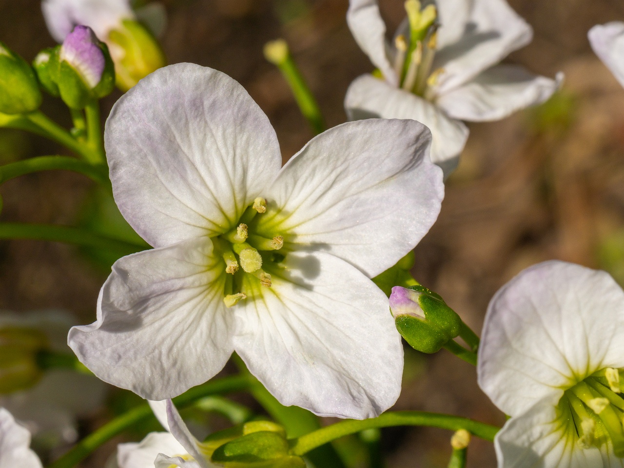 Cardamine pratensis _2025-06-01_1-2