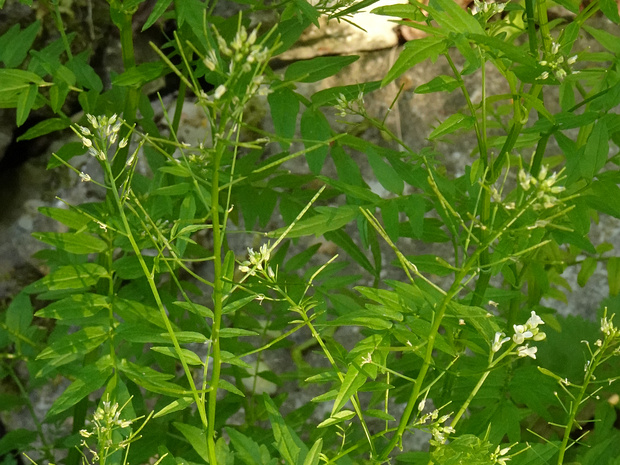 Сердечник недотрога - Cardamine impatiens
