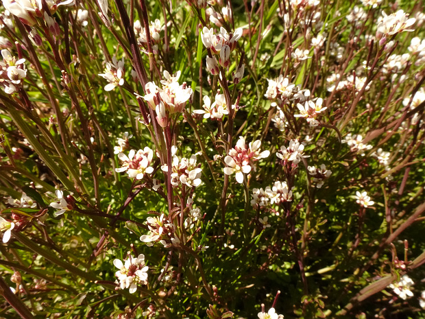 Сердечник шершавый - Cardamine hirsuta