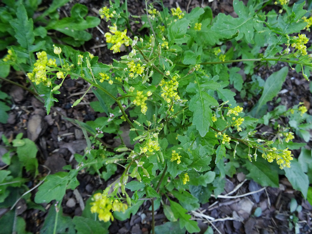 Сурепка сжатая - Barbarea stricta